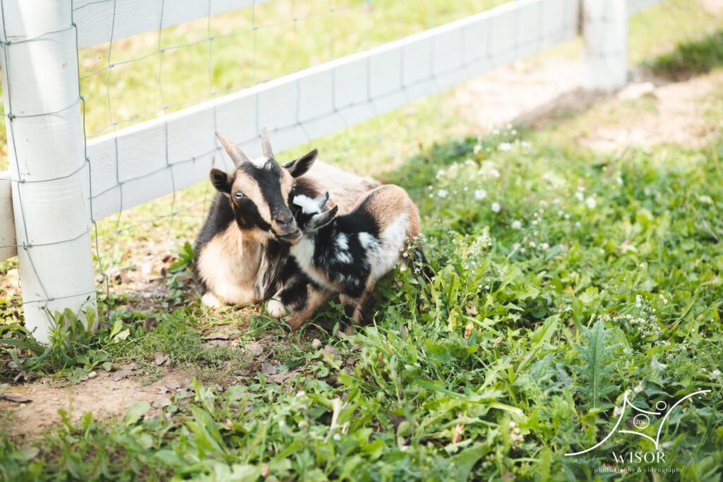 Calhoun Farm - Farm pygmy goats and chickens in Falls Creek Pa