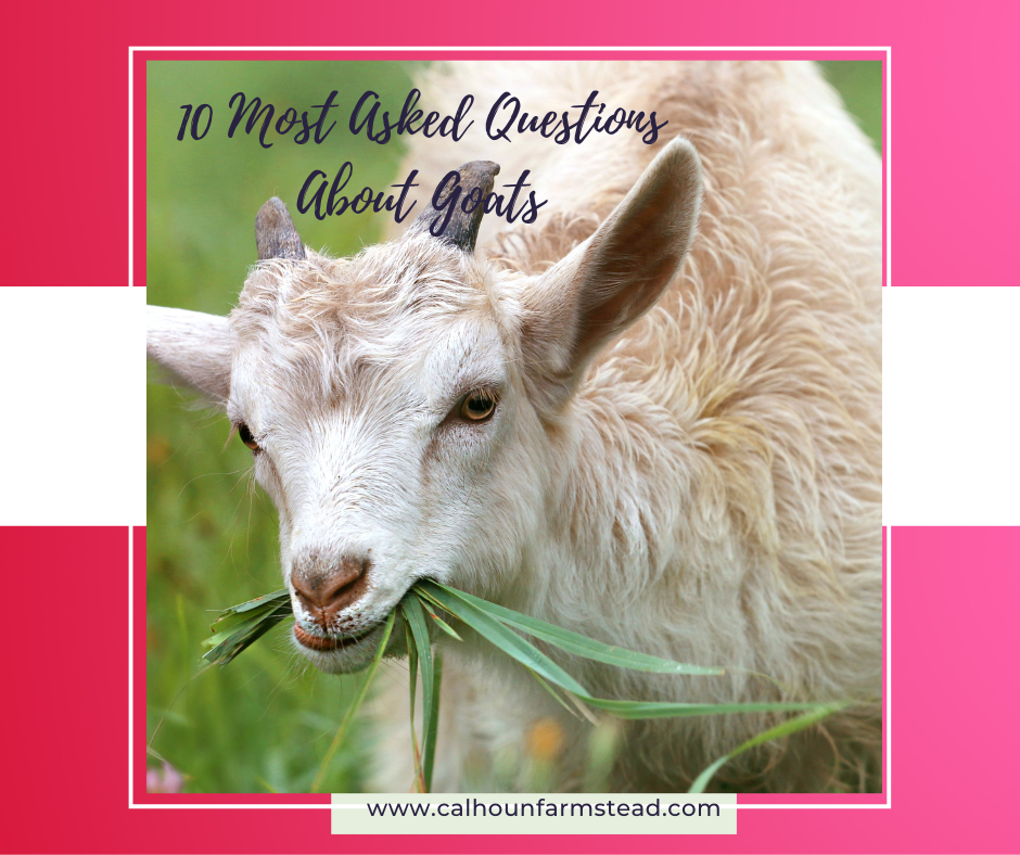 10 Most Asked Questions About GOATS!