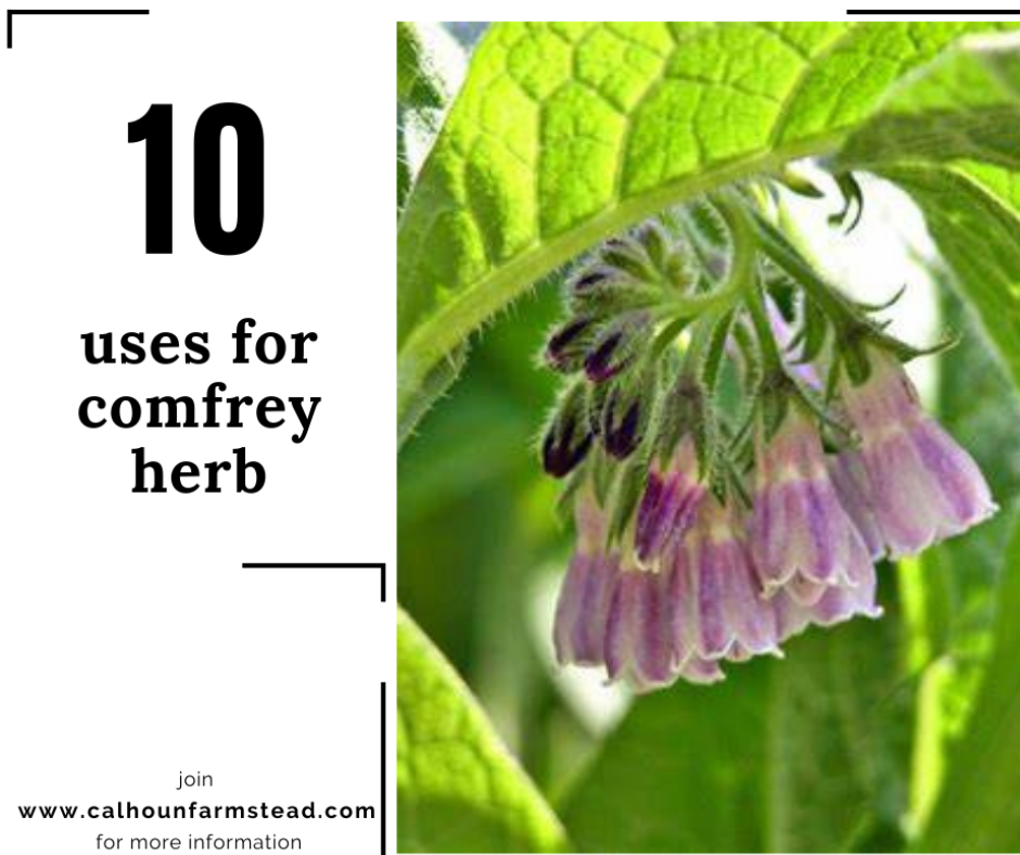 10 Uses for Comfrey Herbs