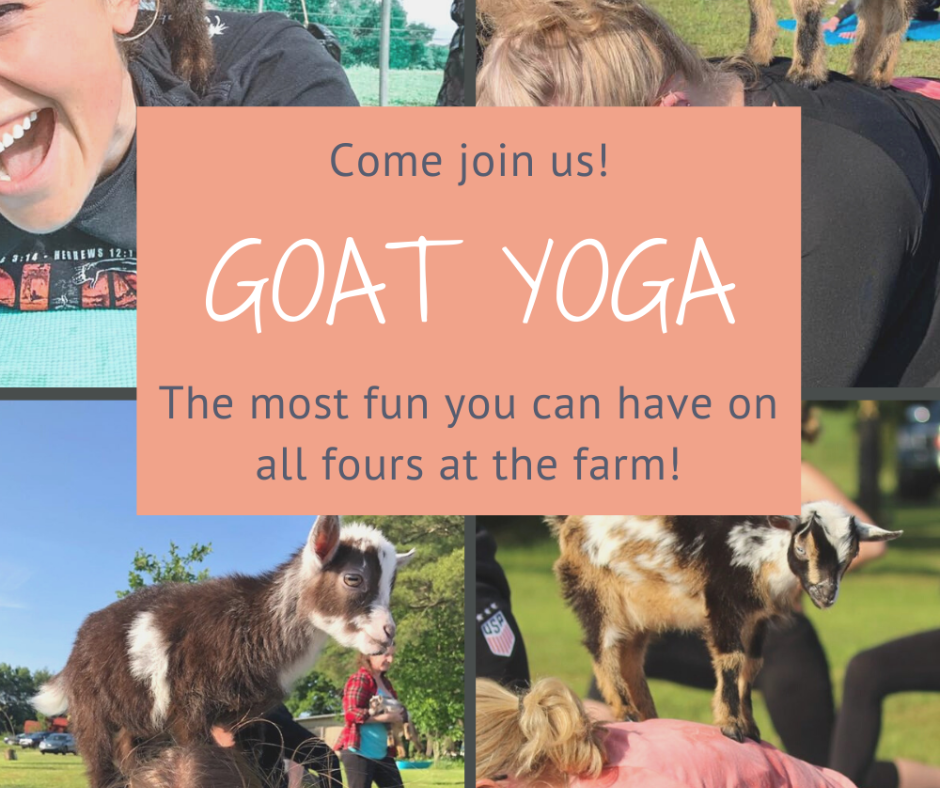 Goat Yoga: Fun on all Fours!