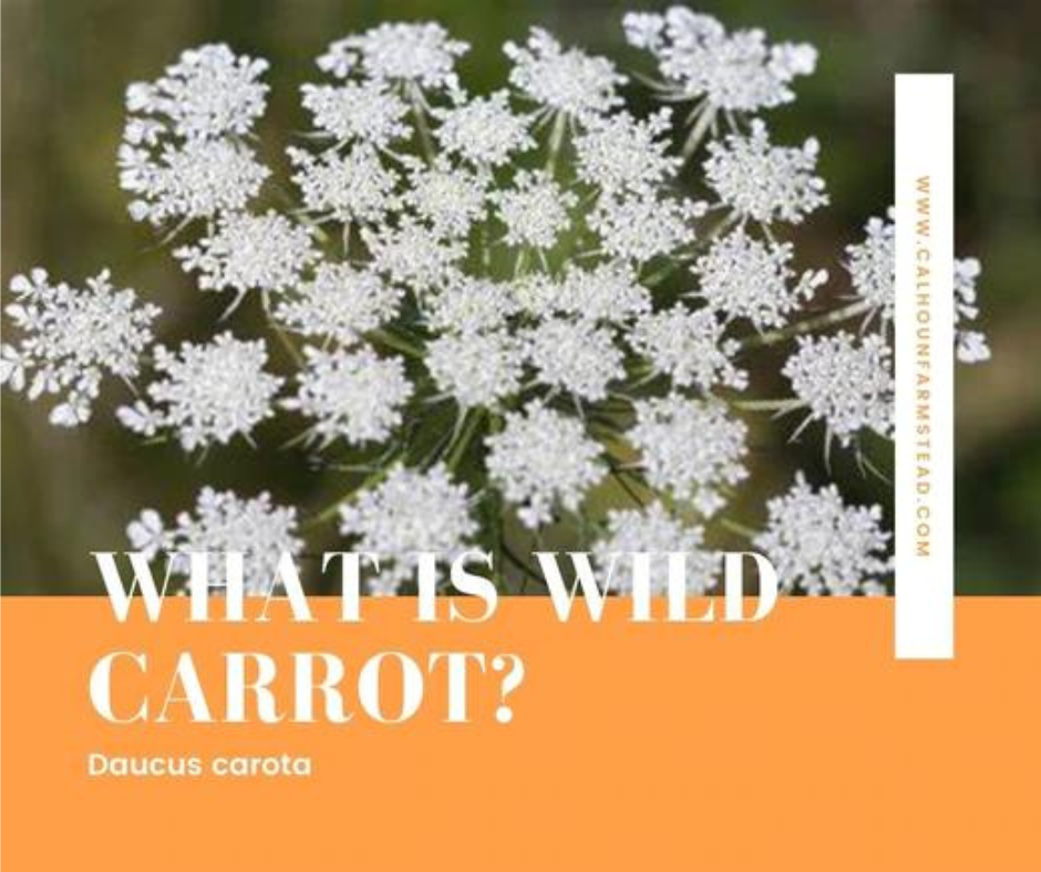 What is Wild Carrot??