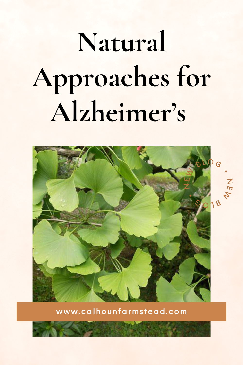 Natural Approaches for Alzheimer’s Disease: Herbs and Mushrooms