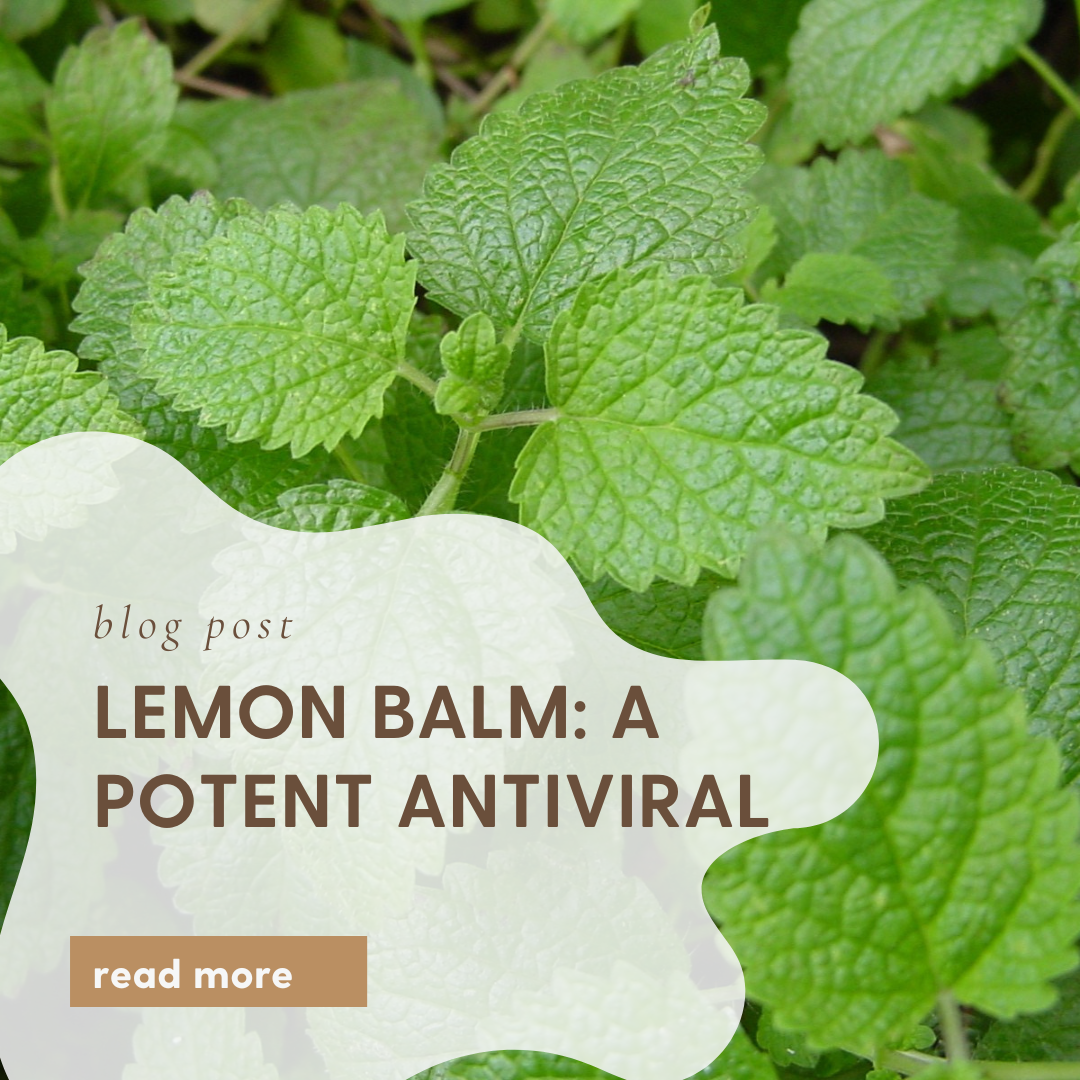 Lemon Balm: A Potent Antiviral Herb