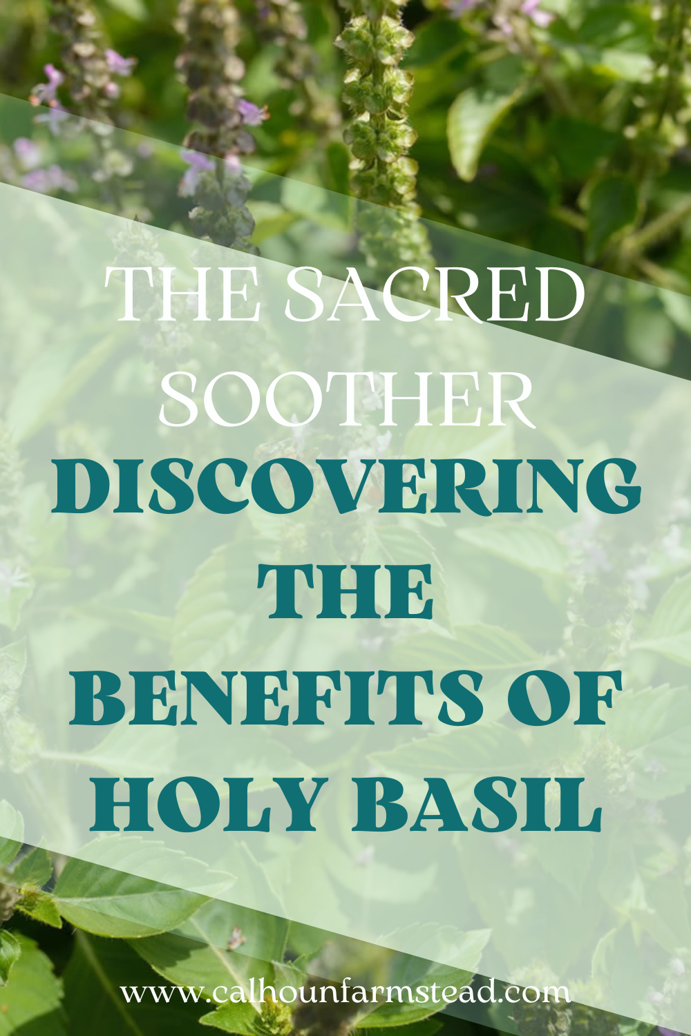 The Sacred Soother: Discovering the Benefits of Holy Basil