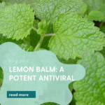 Lemon Balm for Antiviral support
