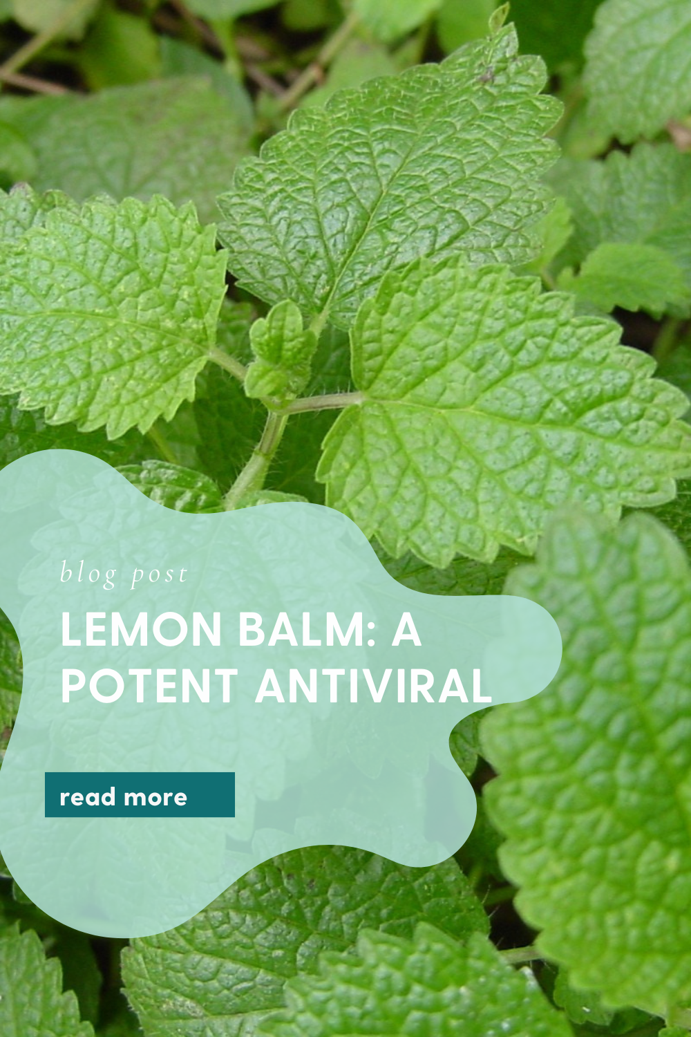 Lemon Balm: A Potent Antiviral Herb