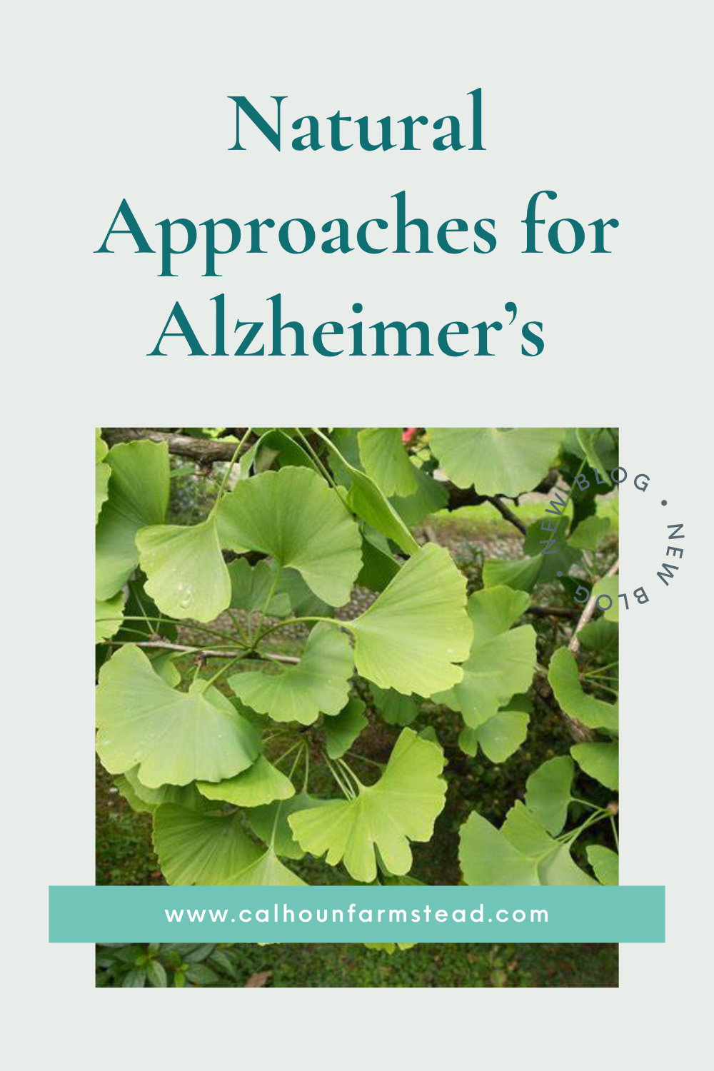 Natural Approaches for Alzheimer’s Disease: Herbs and Mushrooms