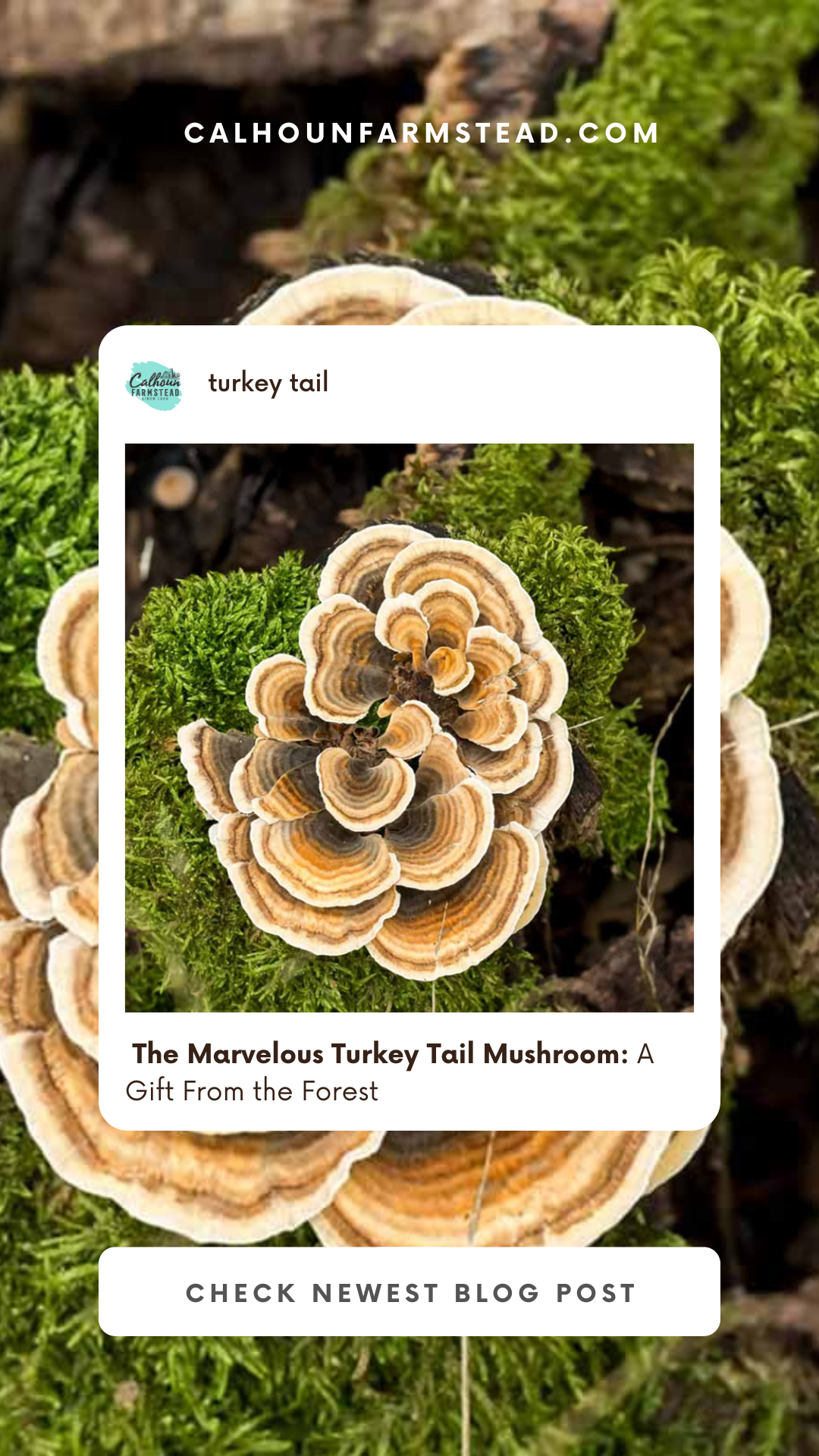 The Marvelous Turkey Tail Mushroom: A Gift from the Forest