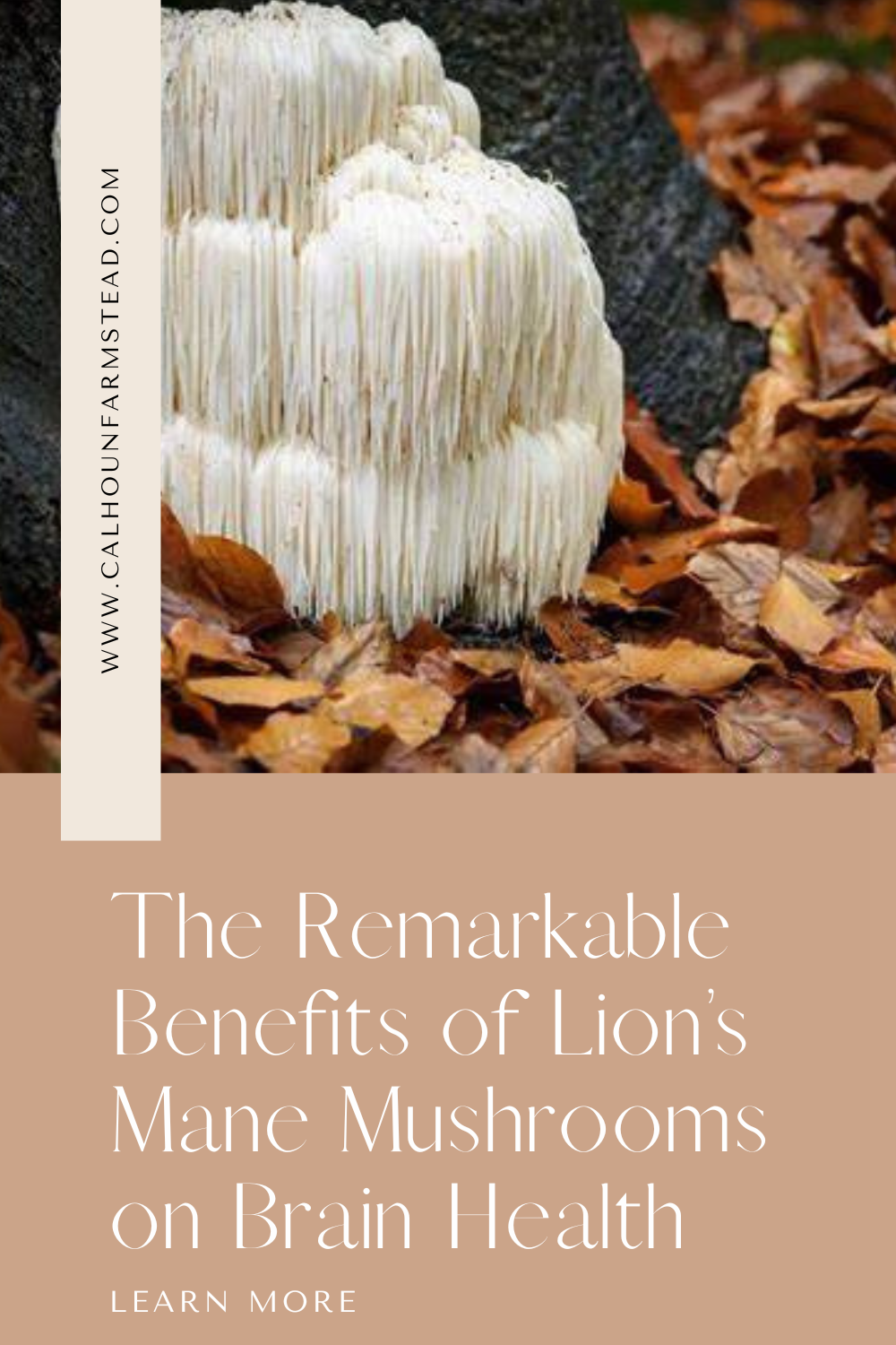 The Remarkable Benefits of Lion’s Mane Mushroom for Brain Health