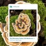 Turkey Tail Mushrooms for tinctures and teas