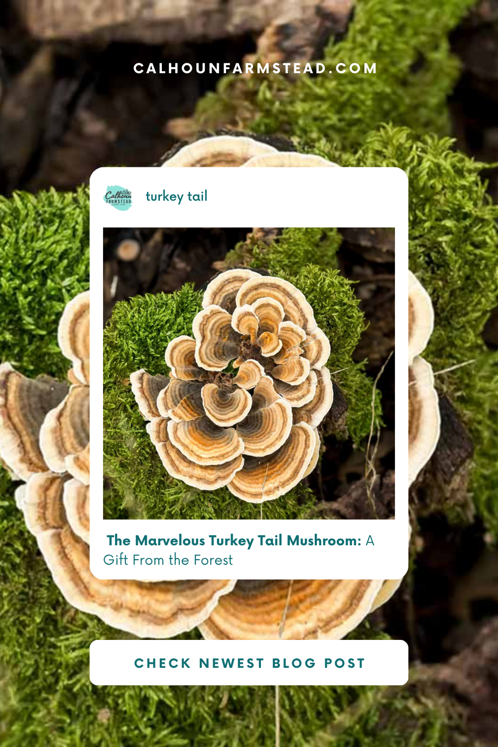 The Marvelous Turkey Tail Mushroom: A Gift from the Forest