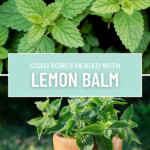 Lemon Balm anti-viral for cold sores.
