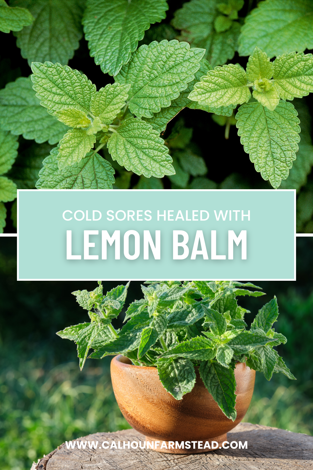 Lemon Balm and Cold Sores: A Winning Combination