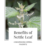 Benefits of Nettle Leaf. A Nourishing Herbal Favorite. How to use nettle. Ways to make nettle. Benefits of nettle.