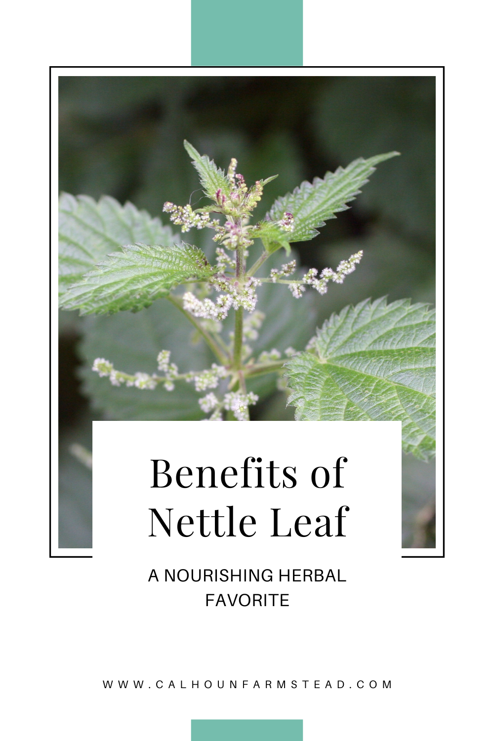 The Benefits of Nettle Leaf