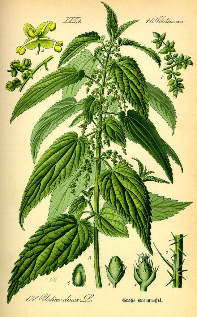 Nettle leaf identification. Stinging nettle leaf tea