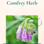Comfrey Benefits and Uses. Comfrey products at Calhoun Farmstead