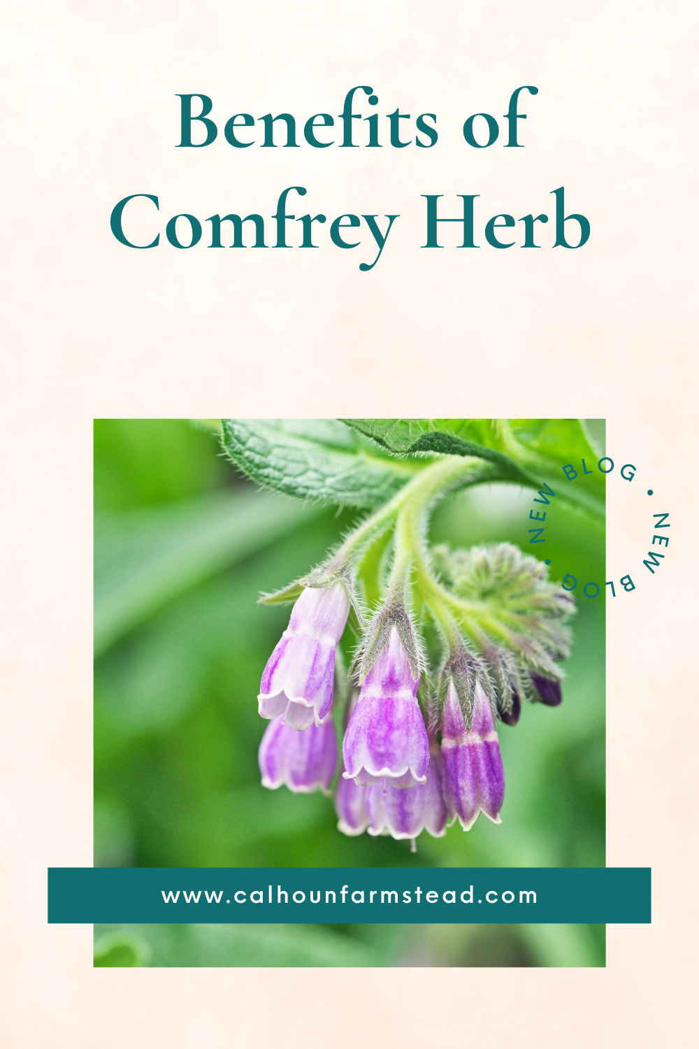 🌿 Benefits of Comfrey: A Traditional Herbal Remedy for Skin Support