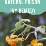 Jewelweed: Natural Poison Ivy Remedy. Jewelweed salve and soap