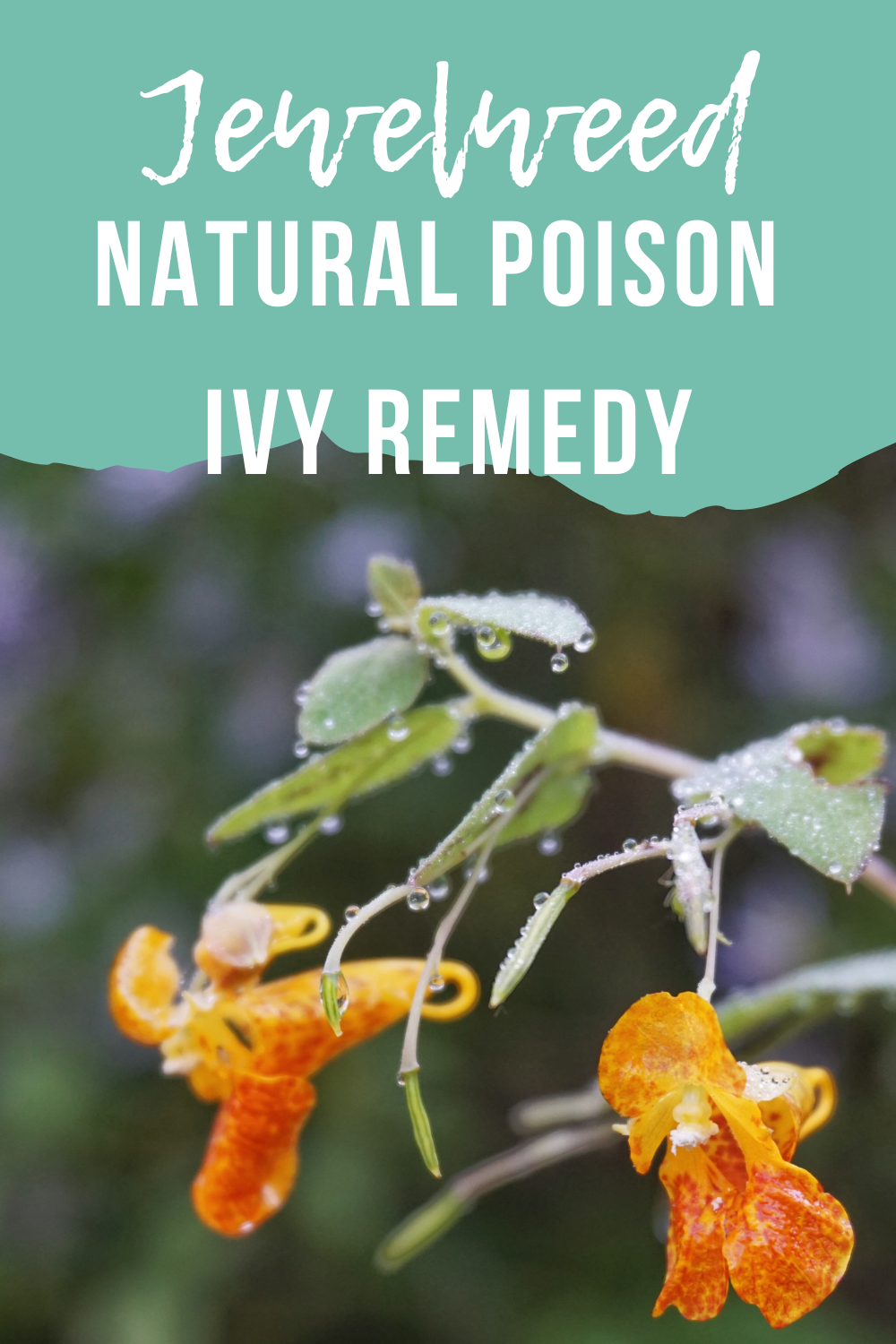 Jewelweed: A Natural Remedy for Poison Ivy and Skin Irritations