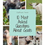 Most asked goat questions. Goat FAQ's