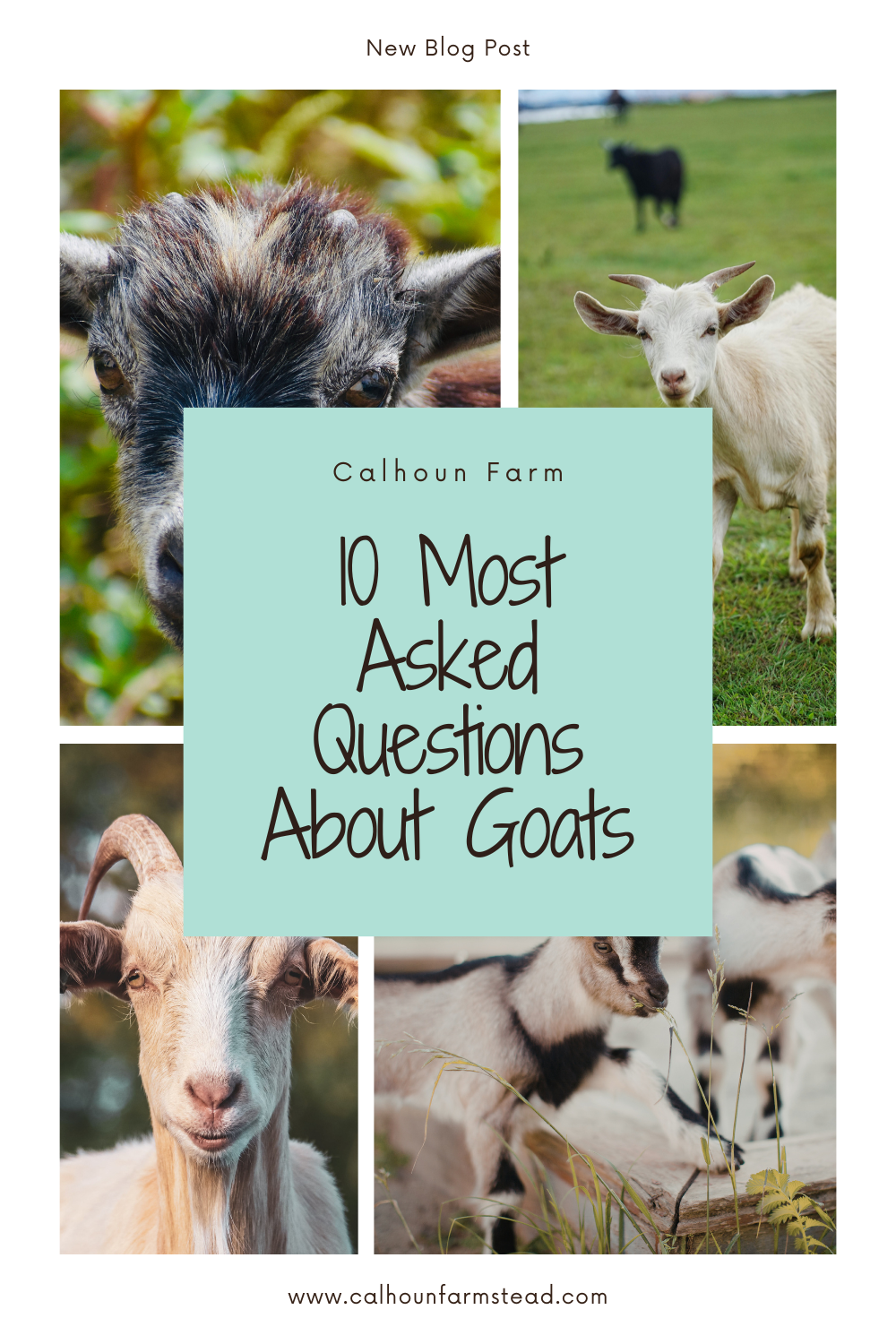 FAQ About Goats