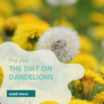 The Dirt on Dandelions. Remedies and salves made with dandelion flowers and roots.