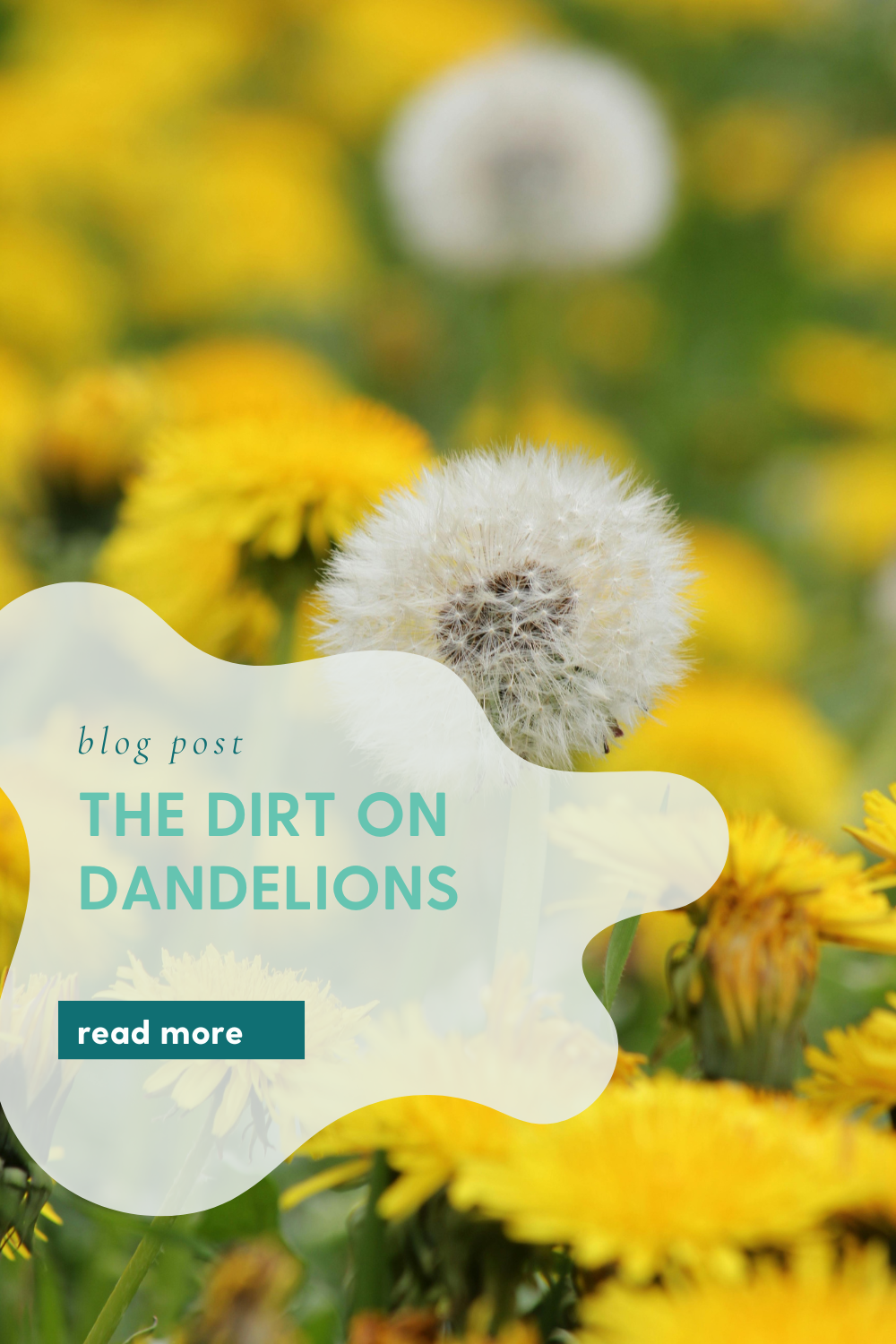 🌼 The Dirt on Dandelions: Benefits of Dandelion Root & Flower