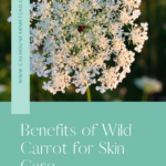 Wild Carrot Benefits