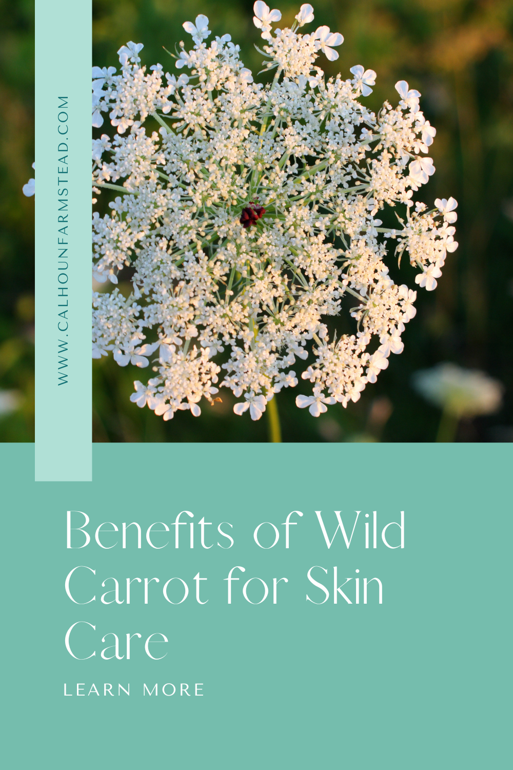 🌿 What Is Wild Carrot? Benefits of Wild Carrot for Skincare