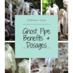 Ghost Pipe benefits - Ghost Pipe dosage - DuBois Pa
