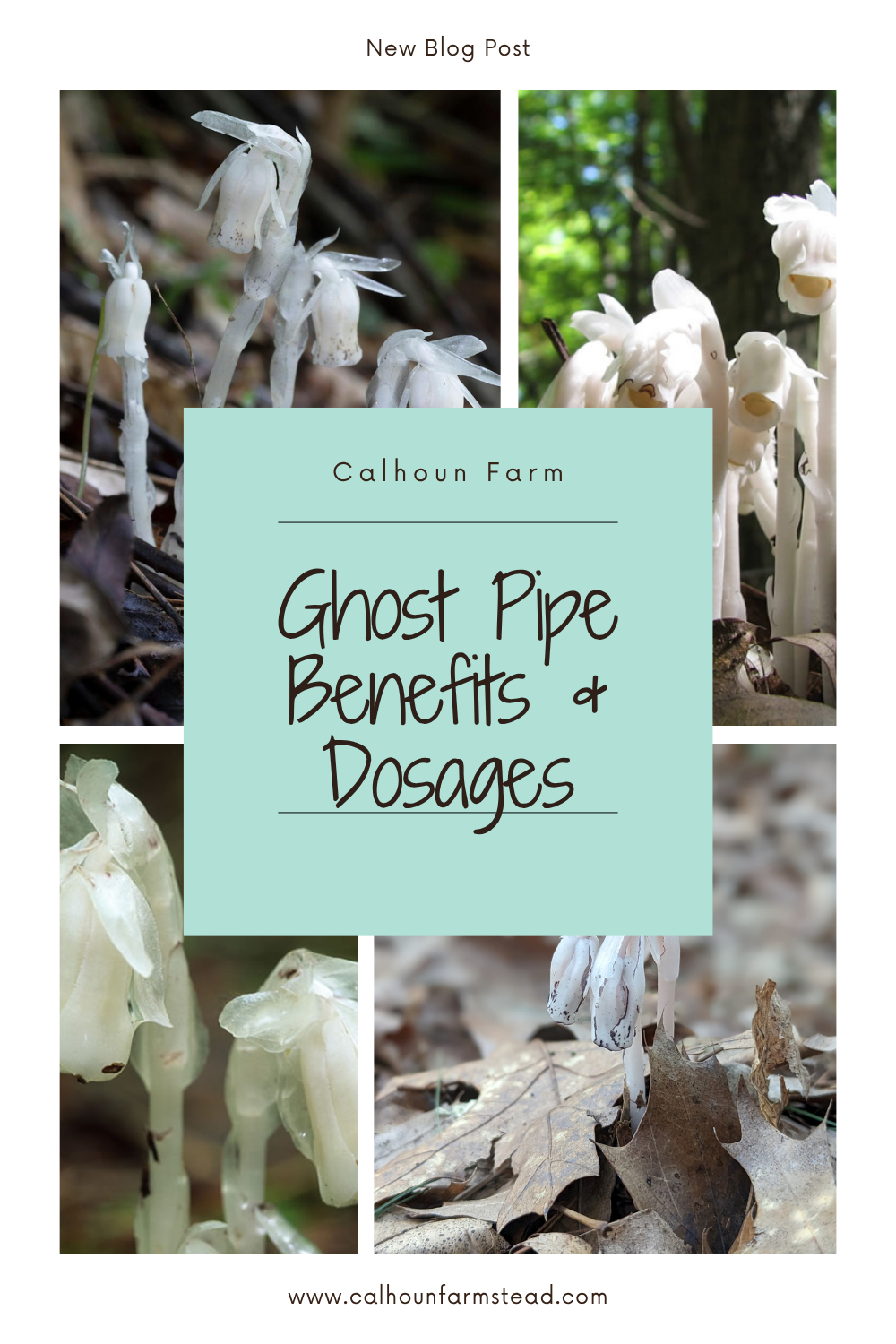 Ghost Pipe Tincture: Benefits, Uses & Dosage Guide