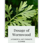 Wormwood dosage for parasite cleanse