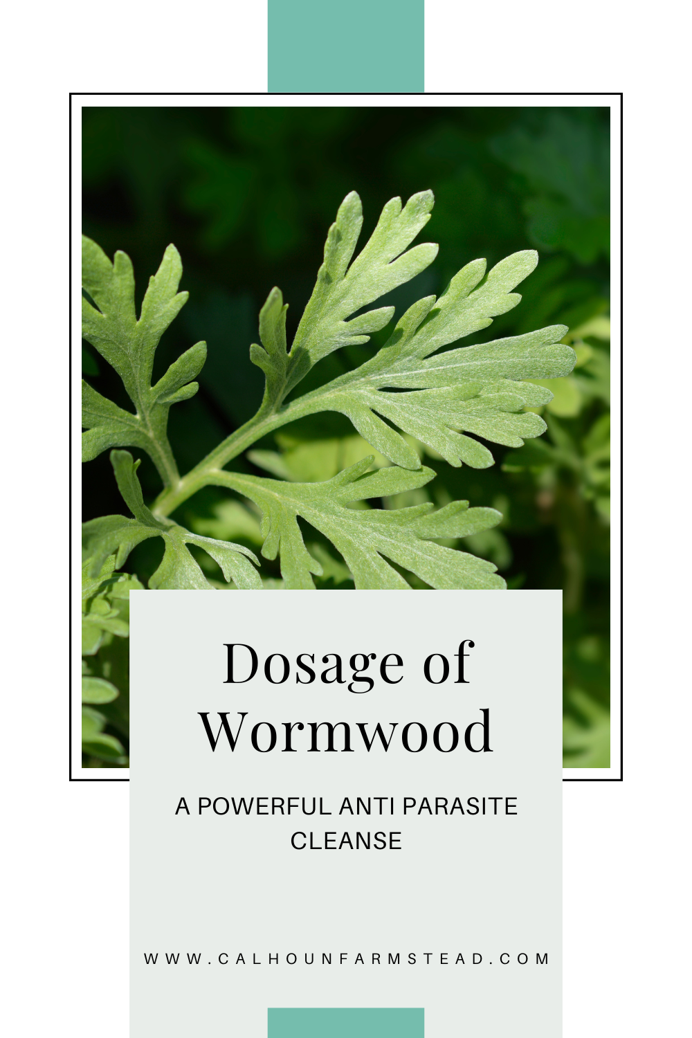 🌿 How to Take Wormwood for Parasites (Safe Dosage Guide for Adults)